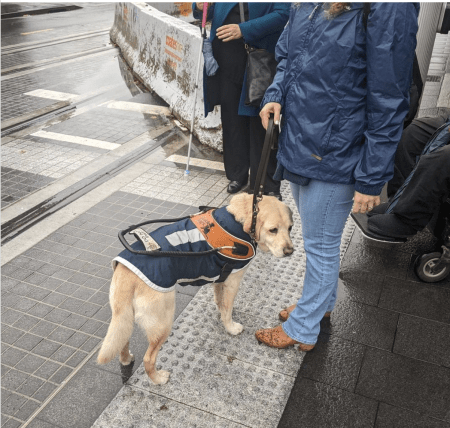 954 likes poppitheguidedog Warning this post is triggering and involves the near death or injury of Poppi and myself. I have been left feeling shaken, helpless and a like Poppi and I don't matter. Poppi was guiding me through the main street in our home city of Parramatta. We were on the foot path (or so we thought) when suddenly I heard heavy breaking and discovered Poppi and I were in the middle of the road. Poppi tried to get me off the road and we ended up in another road. Before this, we had also crossed a busy street with NO idea. How did this happen? Our state has introduced a new design of major cities with light rails running through them. They have created a "boulevard" look that makes everything from the tram lines, roads and surrounds look like one giant foot path. There is no difference between the road and foot path from looks, levels, materials. NOTHING. Why did they do this? It looks pretty and gives a sense pedestrians can walk for miles. Poppi who is a great guide dog no longer has any clue where the footpath ends and a road begins and nor do I. The state designers say this is ok beause they have put down dots that are meant to tell me there is a hazzard. Now I have to find the dots, then guess what they mean. To be honest I'm not very good at ths game. I also have a wide walking gait and can easily walk straight over them. I can also barely feel them and well.... Suprise but I CAN'T SEE THEM. I feel so sad that I literally can not go into my main city independantly. Worse still, they love this design and don't want to change so I won't be able to go to many major cities anymore. Sydney CBD included. I've never felt more disabled. This is a picture of Poppi looking really sad and confused as industry professionals (blindness, council and project leads) try to test if Poppi and I can recognise the new dots to tell us there is a road. We failed. (Or perhaps, the designers failed.) #GuideDog #GuidedogsAustralia #Dog #Labrador #Parramatta #ParramattaLlghtRail #Disability #Death #Cruelty #TransportNSW #PawGust2022 view all 88 comments